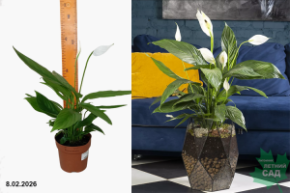 спатифилум алана