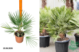 Пальма Хамеропс приземистый (Chamaerops humilis) С2