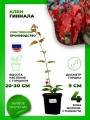 Клен Гиннала