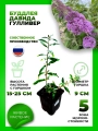 Буддлея Давида Гулливер