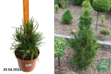 Сосна белокорая Аце (Pinus leucodermis Atze) С4