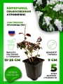 Бирючина обыкновенная Атровиренс