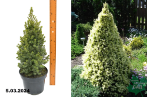 Ель канадская Дэйзи Вайт (Picea glauca Daisys White)