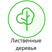 Лиственные деревья