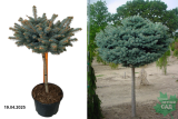 Ель колючая Глаука Глобоза (штамб 60) (Picea pungens Glauca Globosa)
