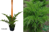 Можжевельник средний Минт Джулеп (Juniperus media Mint Julep) С3 х