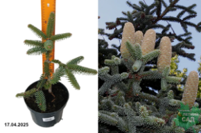 Abies pinsapo Kelleriis