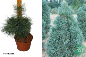 сосна гибкая вандервульф пирамид с5