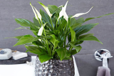 Спатифиллум Перл Купидо (Shathiphyllum  Perl Cupido) р9