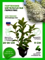Гортензия метельчатая Геркулес