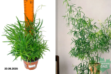 Аспарагус Фалькатус (Asparagus falcatus) Р12