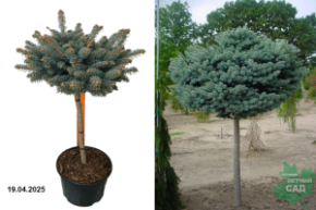 Picea pungens Glauca Globosa