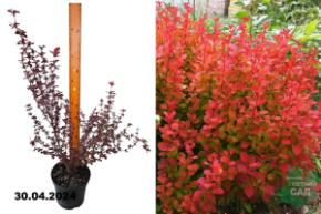 Барбарис Тунберга Оранж Рокет (Berberis Thunbergii Orange Rocket) С2 д
