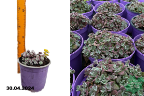 Очиток лопатчатолистный Пурпуреум (Sedum spathulifolium Purpureum) С2