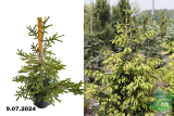 Ель восточная Ауреоспиката (Picea orientalis Aureospicata) С10