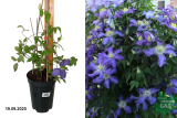 Клематис Лазурстерн (Clematis Lasurstern) С2,5 м