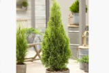 Туя западная Брайт Смарагд (Thuja occidentalis Bright Smaragd) С7,5