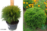 Туя западная Даника (Thuja occidentalis Danica) С3 Аг