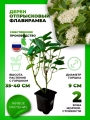 Дерен отпрысковый Флавирамеа