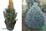 Ель колючая Скотти (Picea pungens Scottie) С2,5
