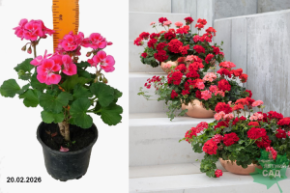 пеларгония