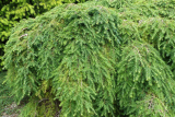 Tsuga canadensis Green Globe