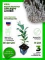 Ива белоснежная Айсберг Аллей