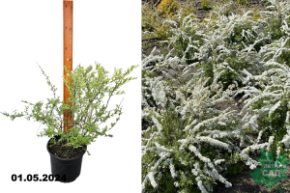 Спирея серая Грэфшейм (Spiraea x cinerea Grefsheim) С3