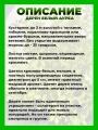 Дерен белый Ауреа