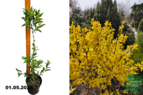 Форзиция промежуточная Спектабилис (Forsythia intermedia Spectabilis) С3