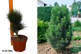 Сосна черная Грин Тауэр (Pinus nigra Green Tower) С5