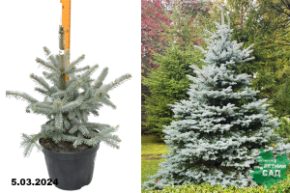 Ель колючая Фат Альберт (Picea pungens Fat Albert) С10