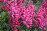 Астильба японская Кельн (Astilbe japonica Koln) С2