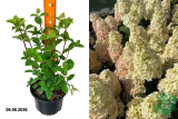 Гортензия метельчатая Би Хеппи (Hydrangea paniculata Bee Happy) С3