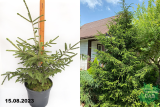 Ель восточная Ауреоспиката С10