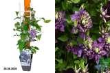 Клематис цветистый Тайга (Clematis Florida Taiga) Р15