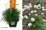 Армерия приморская Монинг Стар Вайт (Armeria Morning Star White) Р9