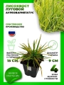 Лисохвост луговой Ауреовариегатус