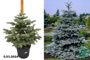 Ель колючая Супер Блю Сидлинг (Picea pungens Super Blue Seedling)