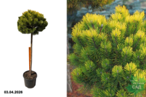 сосна горная афир