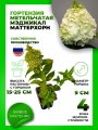 Гортензия метельчатая Мэджикал Маттерхорн