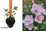Гибискус сирийский Пинк Шифон (Hibiscus syriacus Pink Chiffon) С3