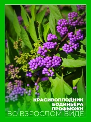 Красивоплодник бодиньера Профьюжн