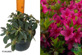 Azalea japonica Lilienstein