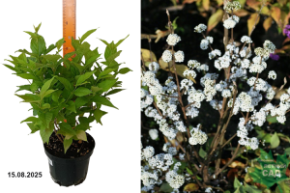 красивоплодник