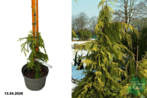 кипарисовик нутканский голден вотерфолл