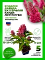 Буддлея Давида Баттерфляй Канди Литтл Руби