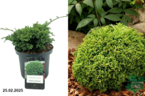 Chamaecyparis pisifera Hime Sawara