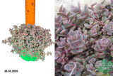 Очиток васильковый (седум) Розентепич (Sedum cyaneum Rosenteppich)  С2 лс