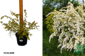 спирея вангутта голд фонтан